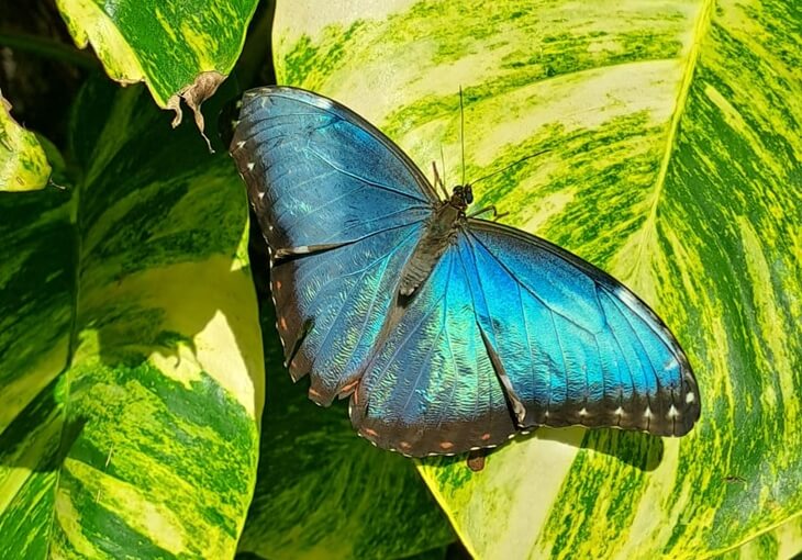 Mavi Morpho kelebeği, Konya Tropikal Kelebek Bahçesi'nde yeşil yaprak üzerinde görüntülendi.